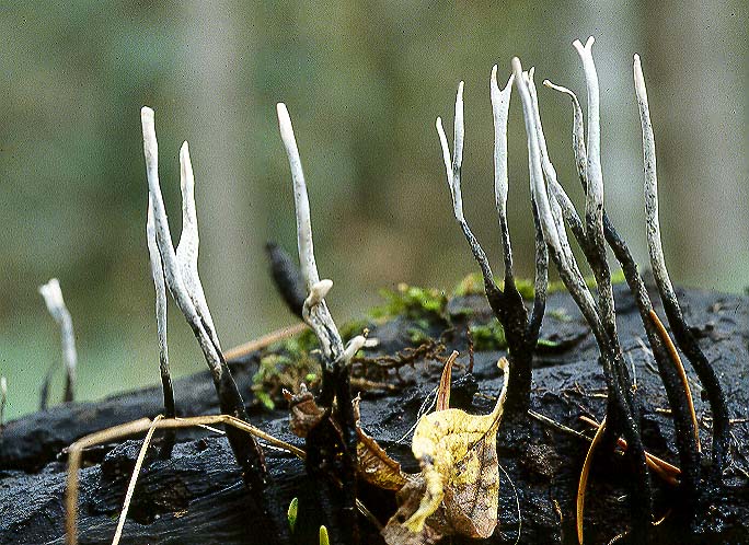 Xylaria hypoxylon
